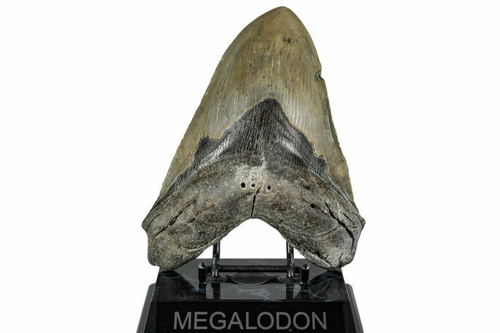 Fossil Megalodon Tooth - Huge NC Meg #328308